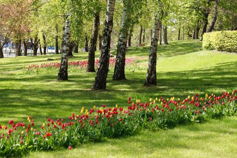 Park med tulpaner vid Sophiahemmet